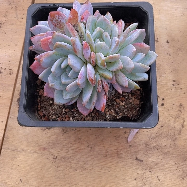 L***࿐0000000000000309