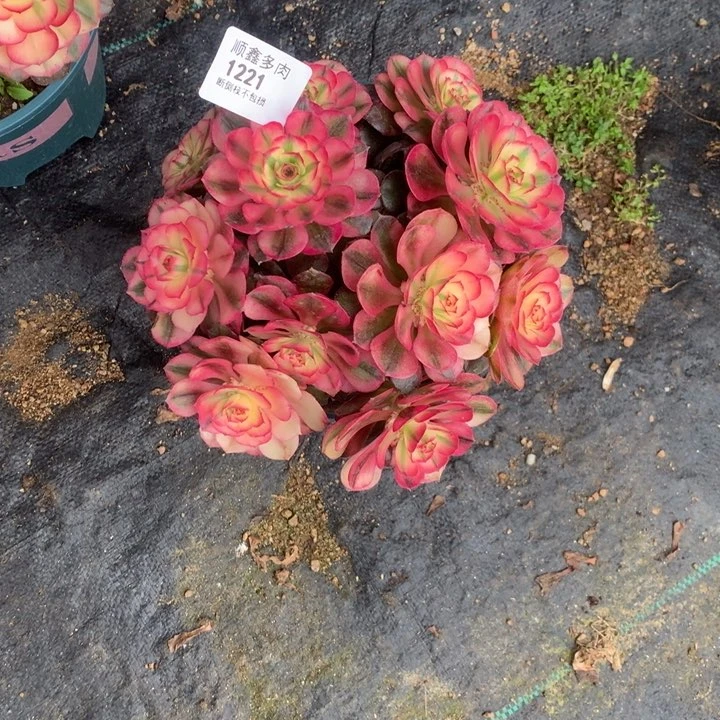 1221荔枝多肉植物