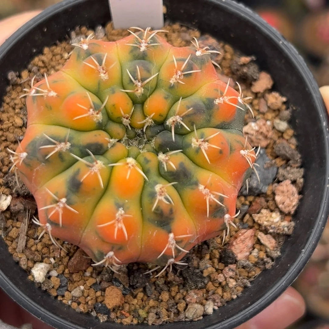 泰系实生虎斑裸恶锦166