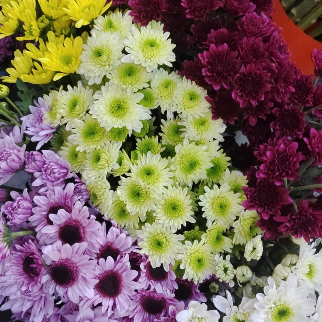 居家瓶插花6枝小雏菊混搭