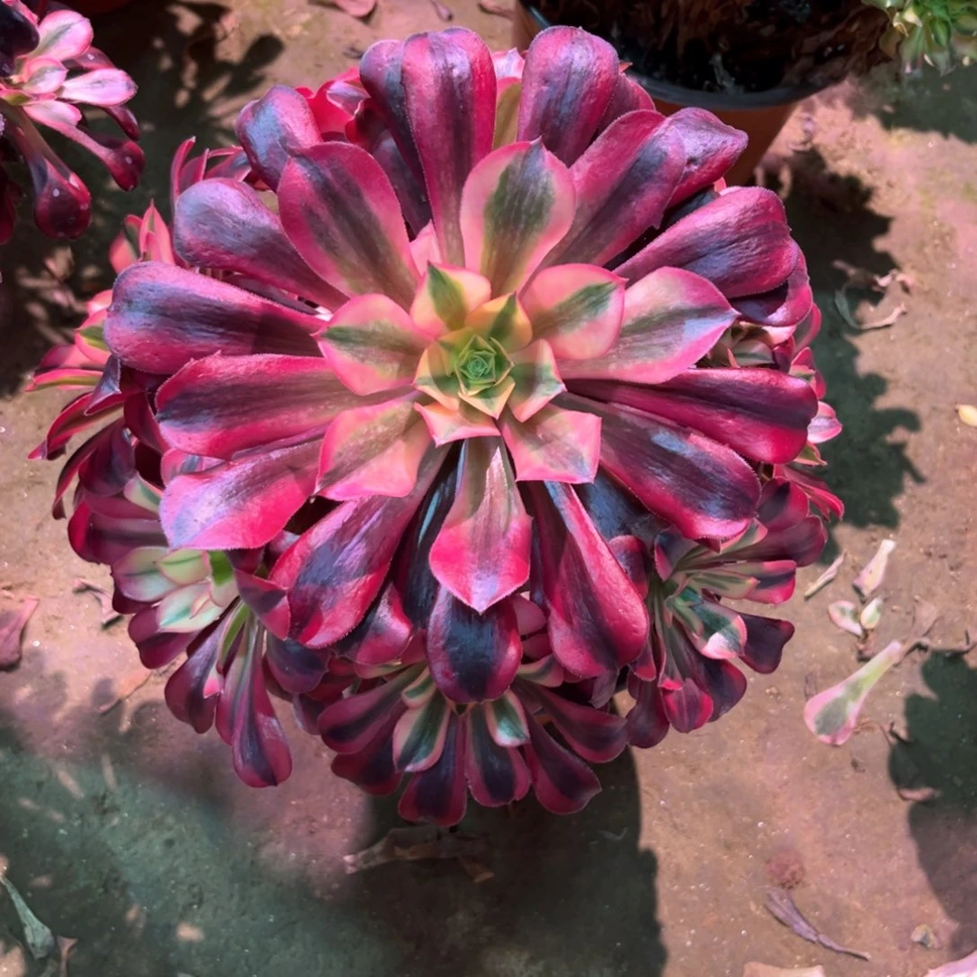 多肉植物美杜莎351