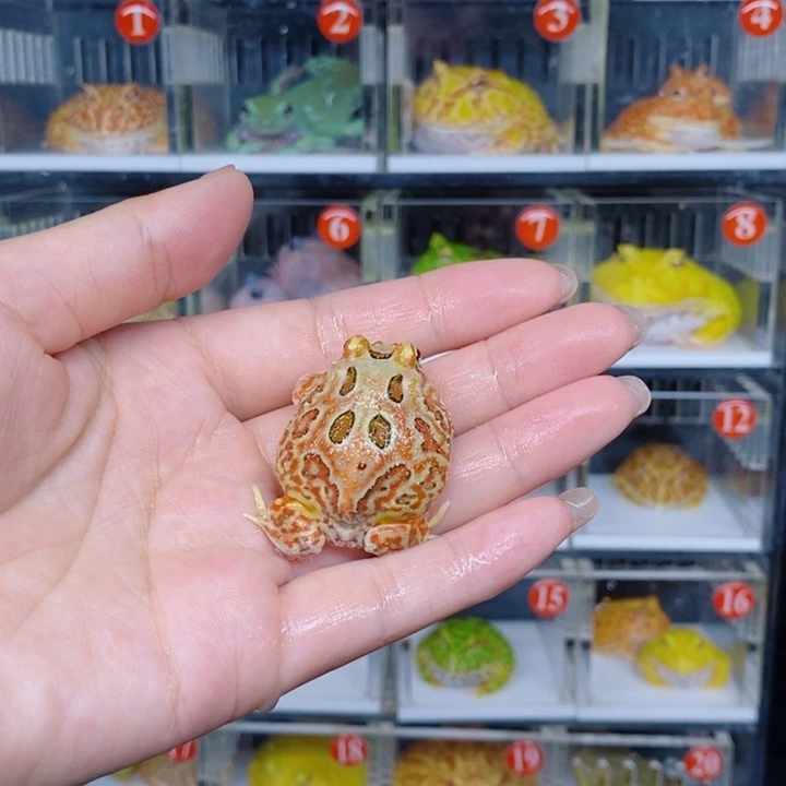 角蛙恭喜发财大吉大利