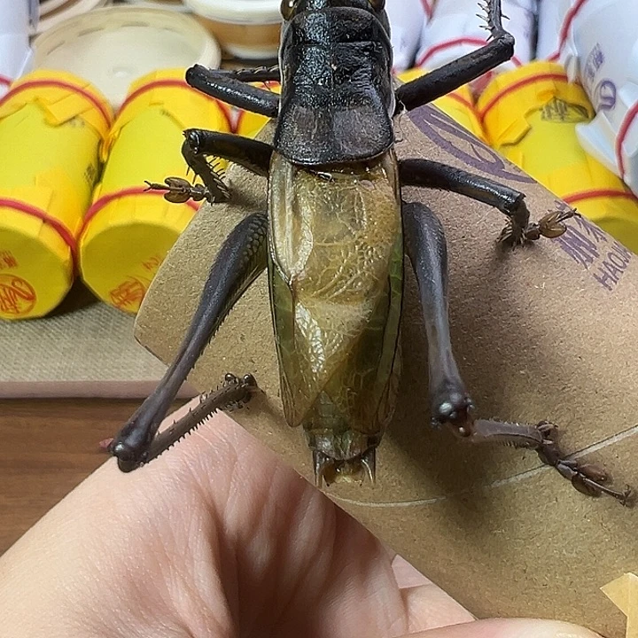 郝建伟蝈蝈一只包邮