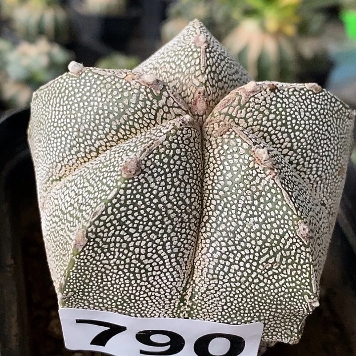 无花朵自根恩种790