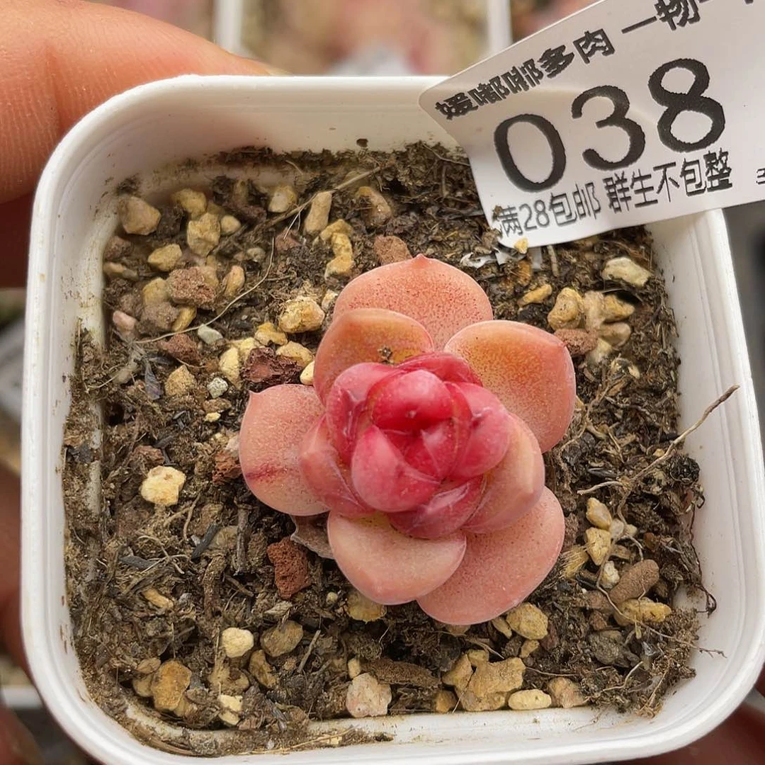 038 3.5一物一拍精品美肉