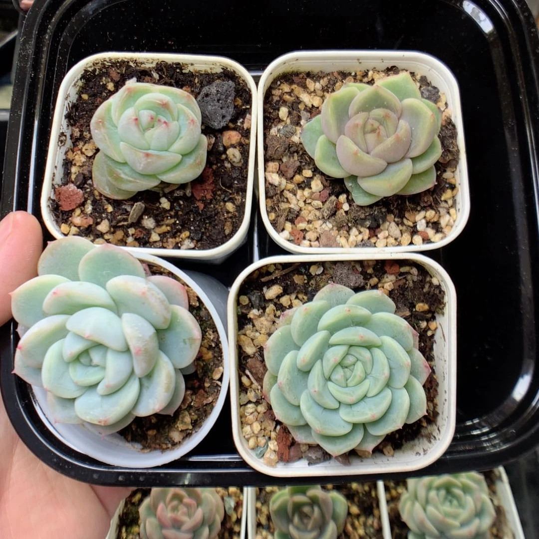 X16 ，20包邮两天凑单偏远不发货