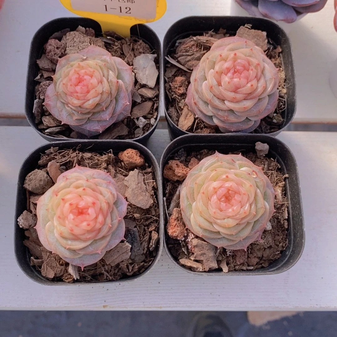 1-12-精品珍妮冻唇蜜单头一个