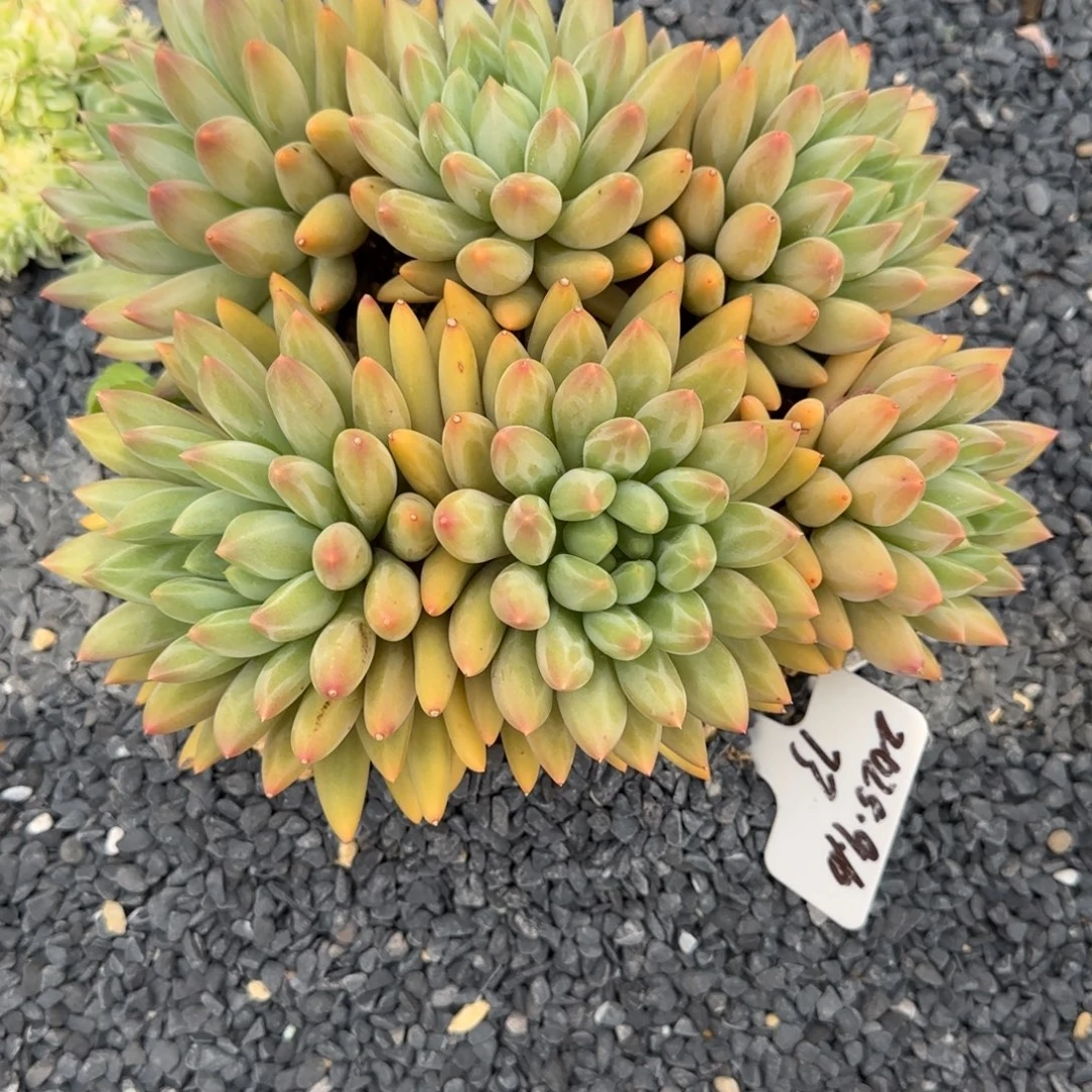 一物一拍黄体红蜻蜓73