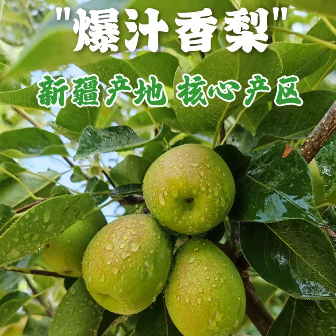 新疆特级香梨库尔勒原产地核心产区特级细皮香梨试吃装【全国包邮】