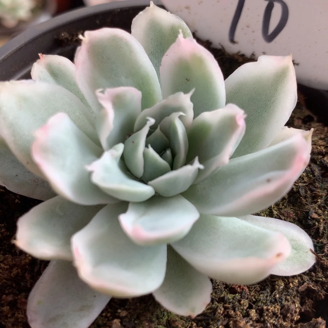 辛普森锦锦锦锦锦集