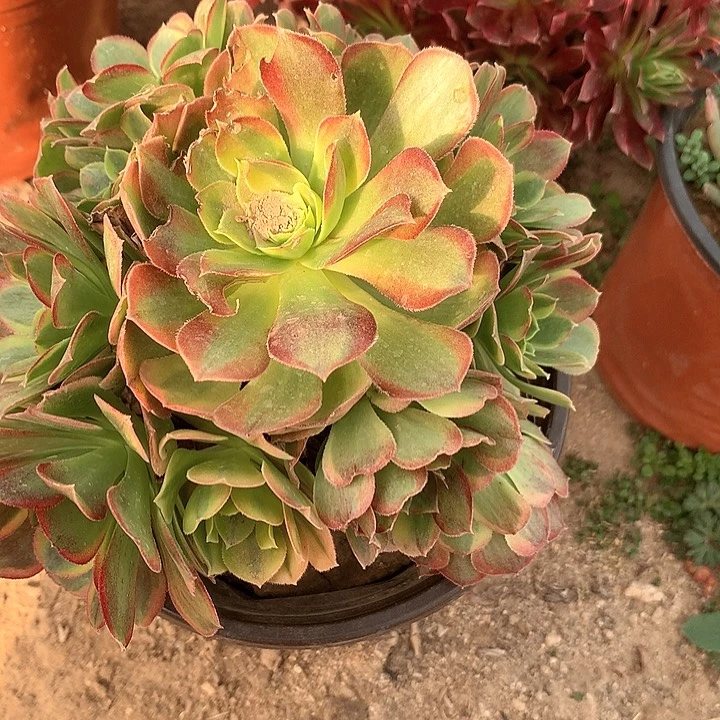 萍**逢多肉植物奶白607