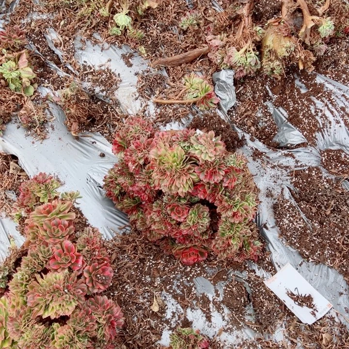 红袖醉话28号多肉法师
