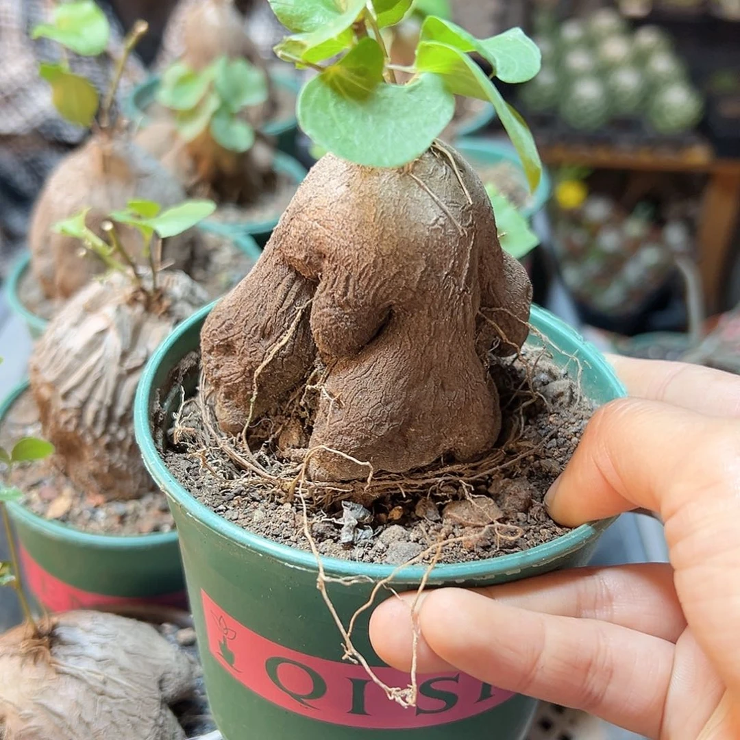 象足龟甲龙6公分