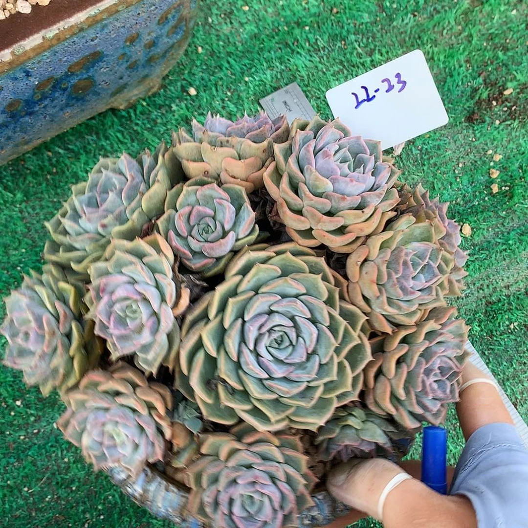 韩版天赐19厘米一物一拍22-23