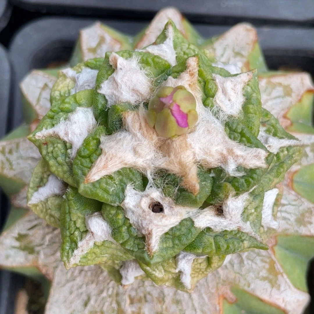 无花朵龟怒锦 664 仙人球