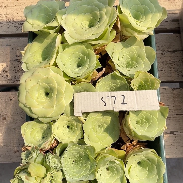 山地玫瑰572号，一物一拍18颗