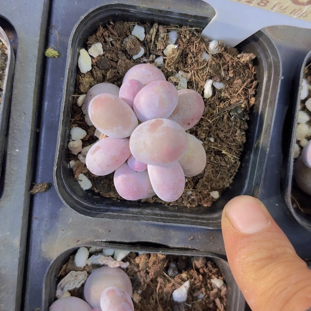 C800彩虹奶一物语拍