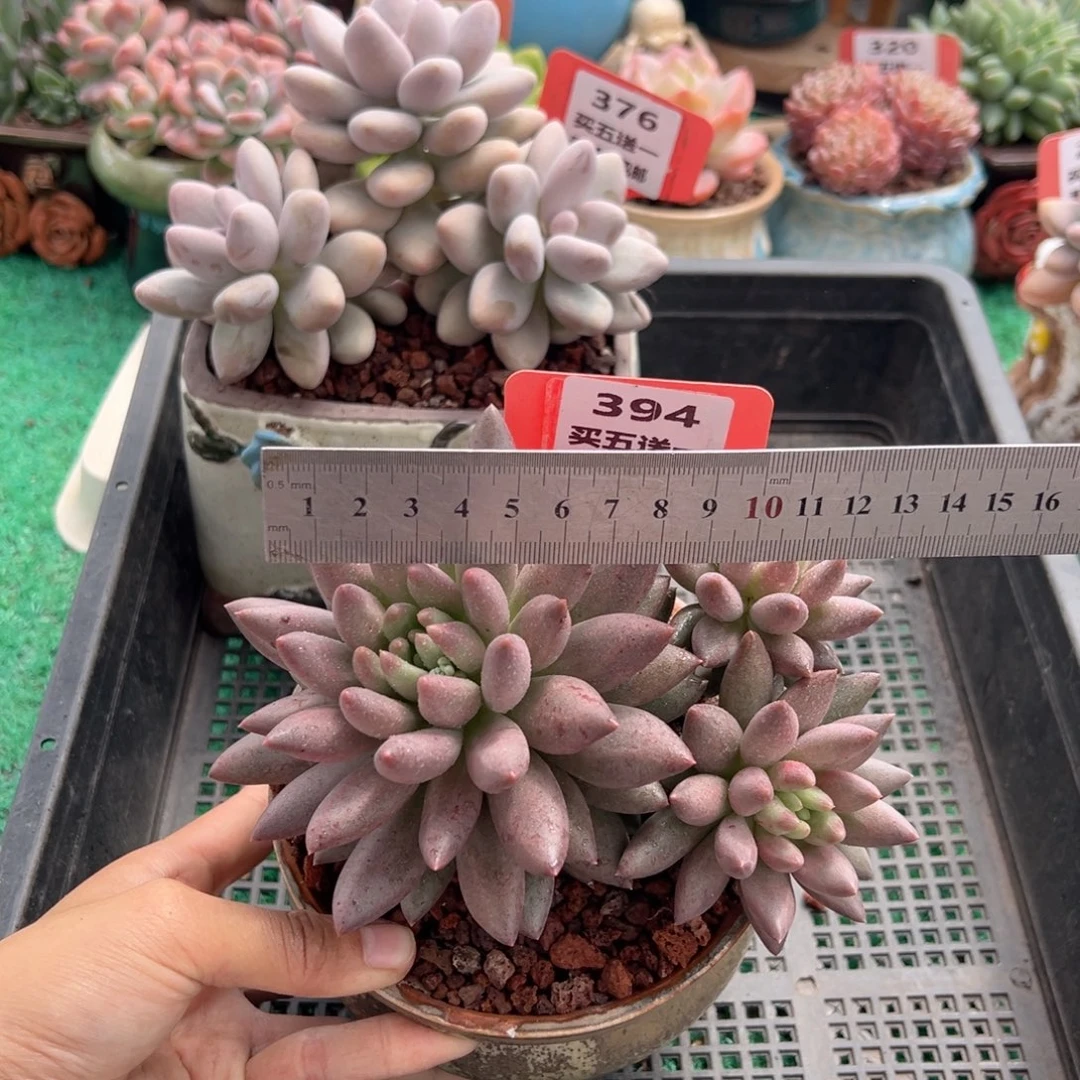 表妹精品多肉植物394.