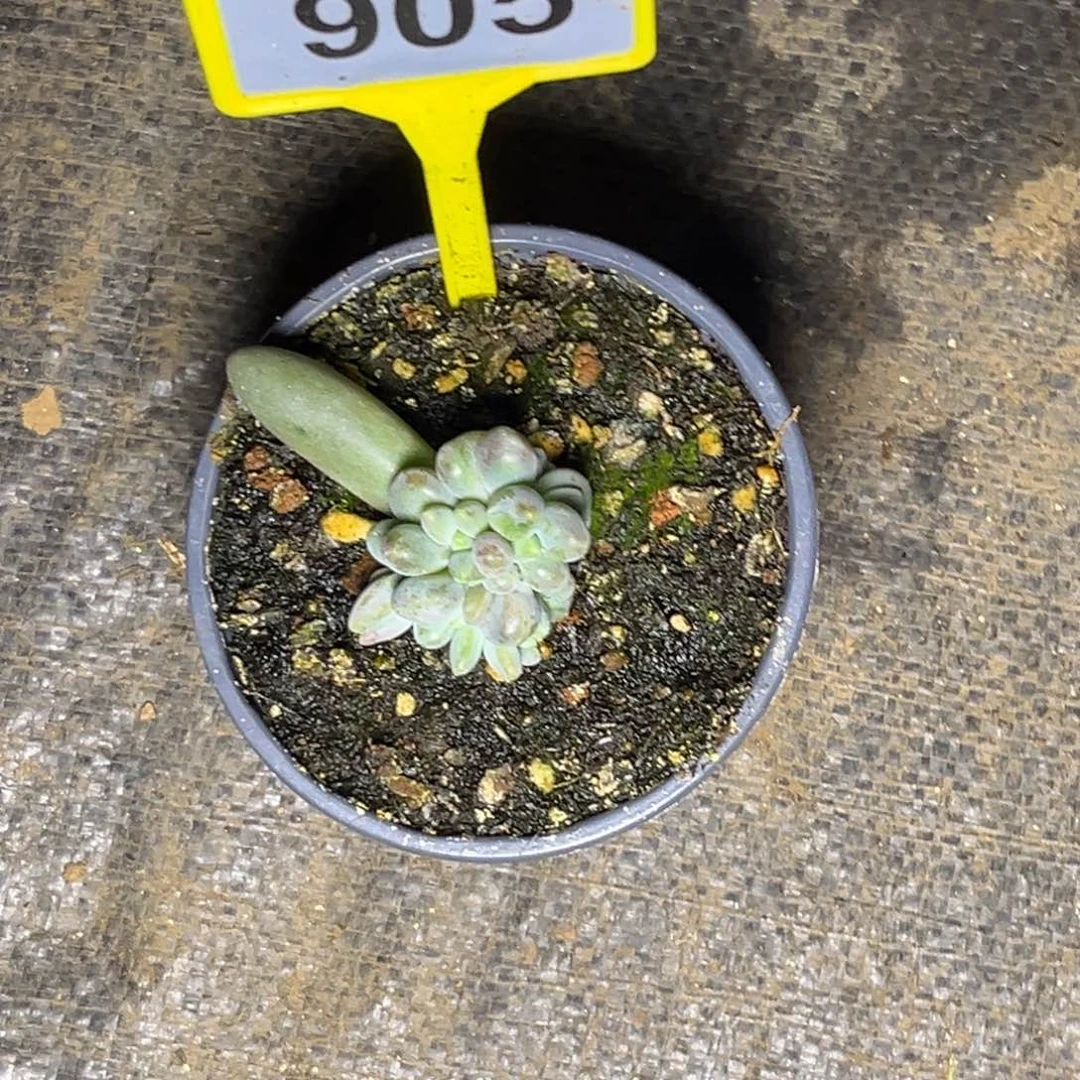 一***红多肉植物烟花群905