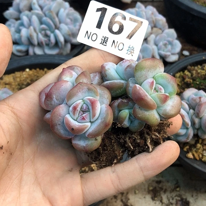 星影石榴籽福利出咯 167