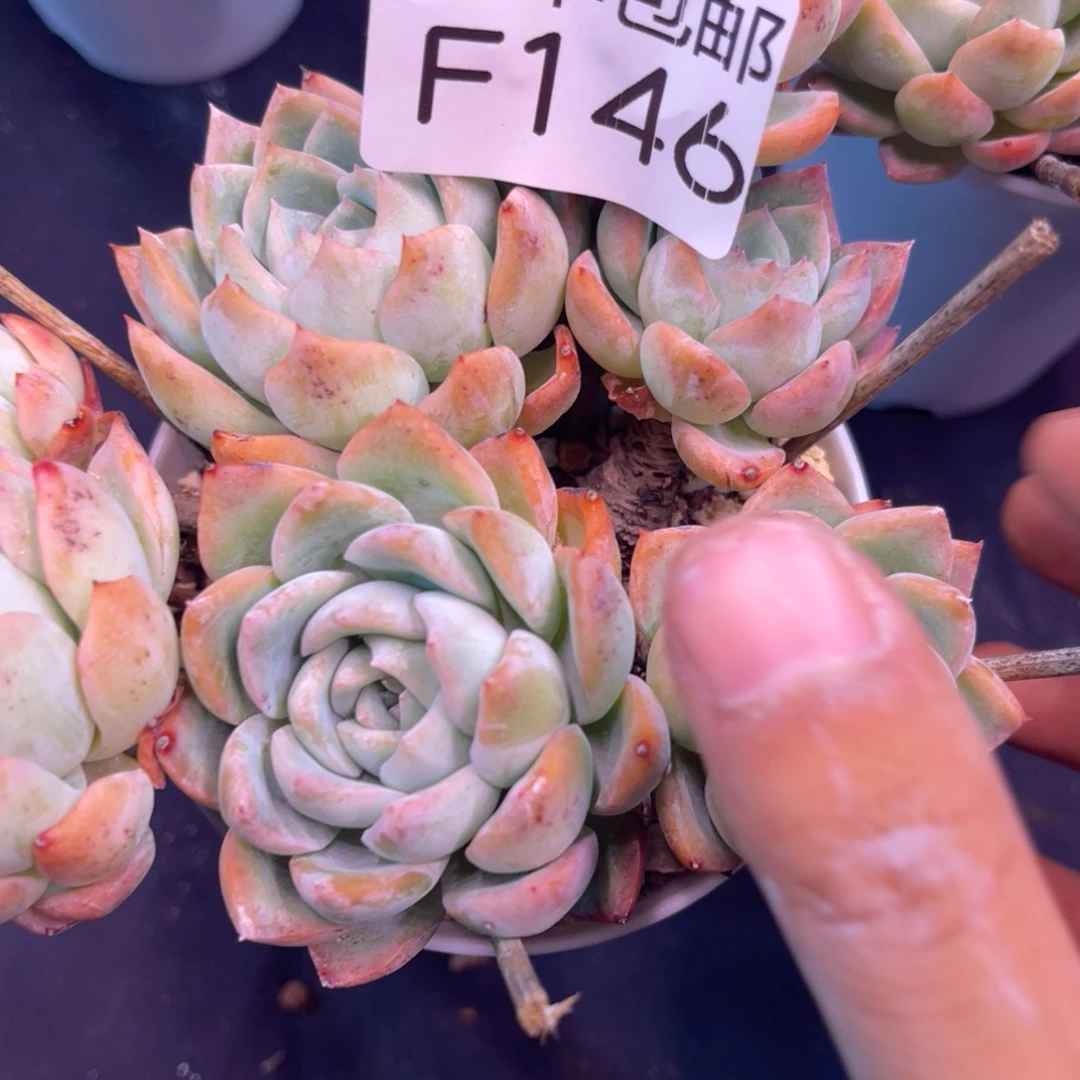 哈哈哈哈哈哈哈146