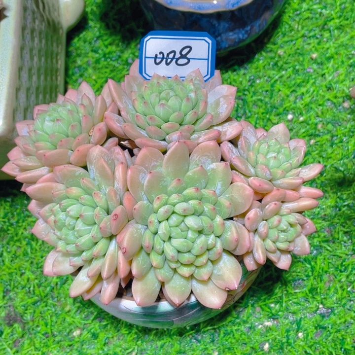 谢谢你的支持00000008