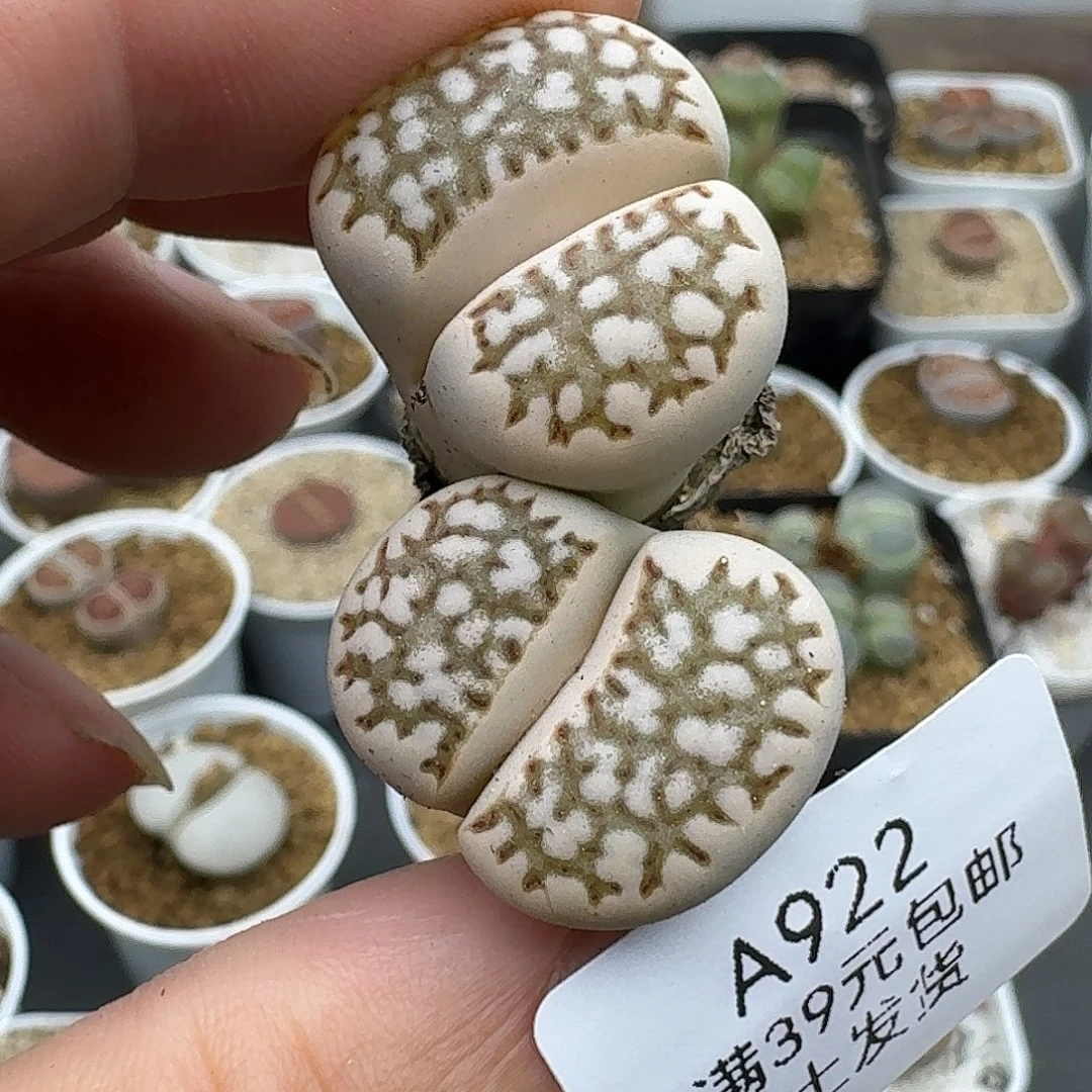 922多肉哈哈哈哈哈哈哈