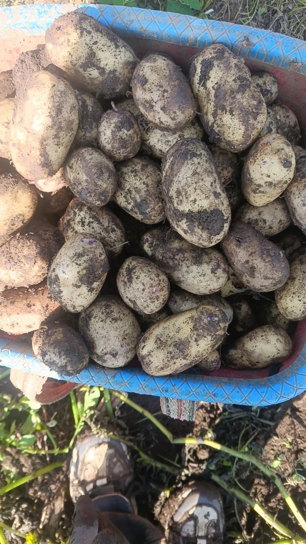 威宁憨包洋芋白心乌眼