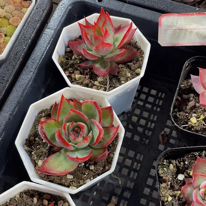 八角盆惊鸿带盆土发