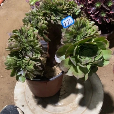 万圣节缀一物一拍