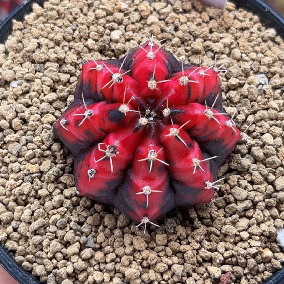 血腥玛丽红 米哈仙人球