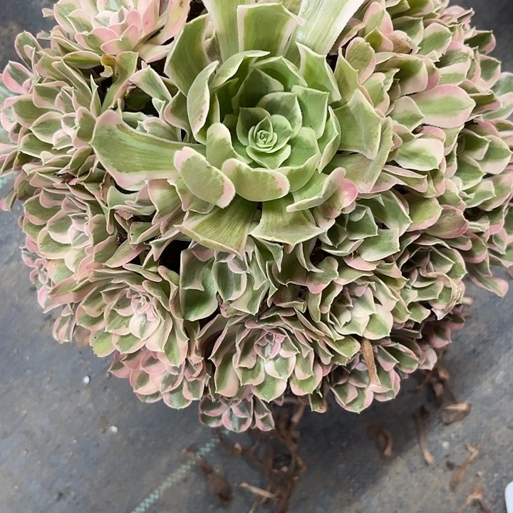 雅***琪多肉植物男神锦……