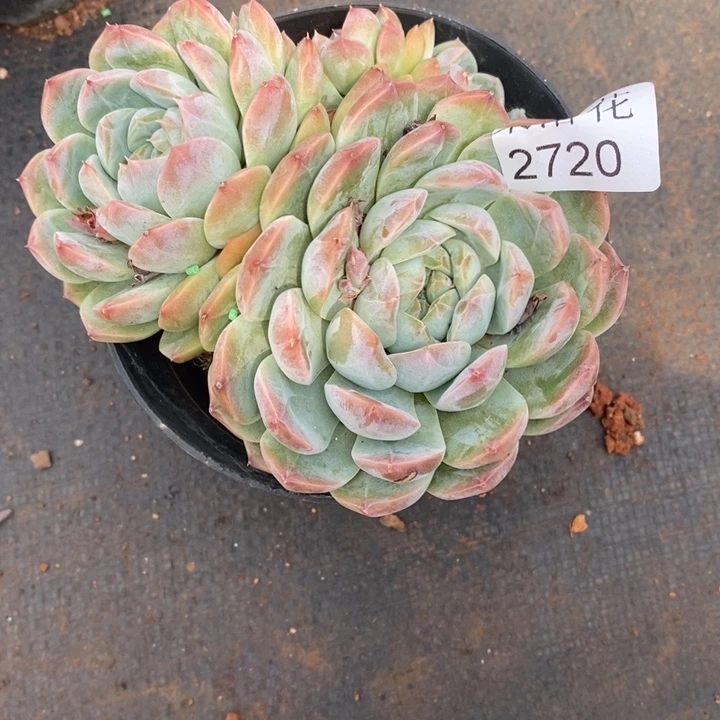 陆***子精品多肉植物2720