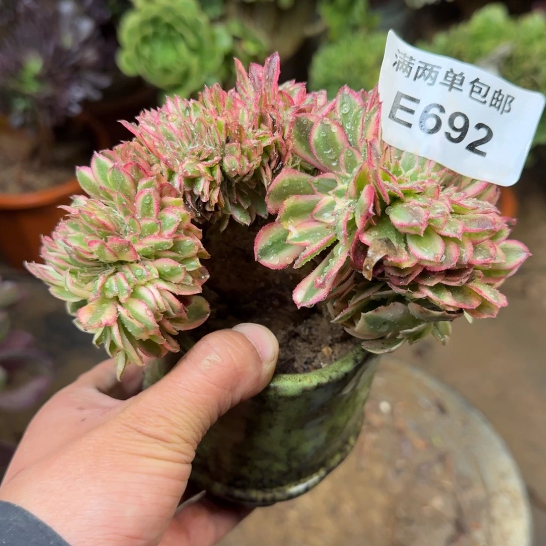 692号荔枝法师缀化多肉