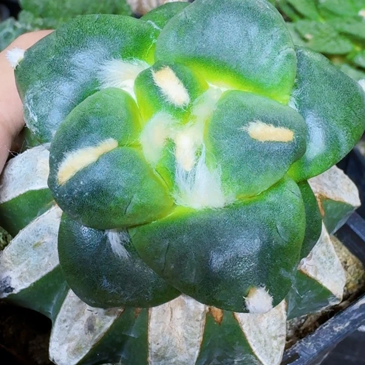 无花朵苗接达摩265