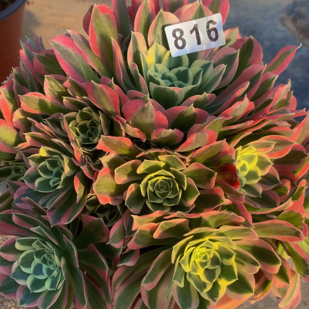 【闪购商品】816白凤多肉