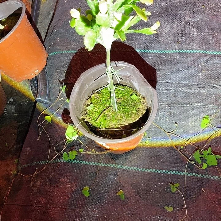独*红色索菲亚一物一拍