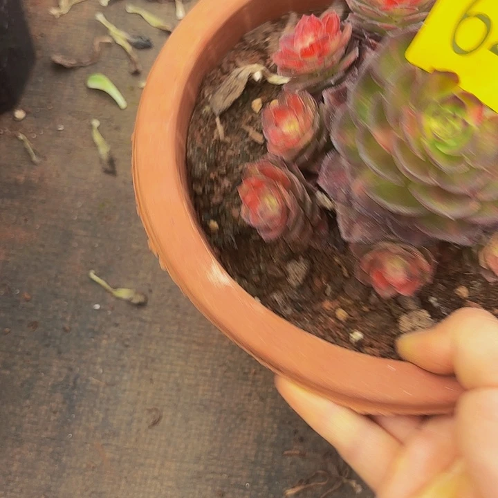 多肉植物福利来644