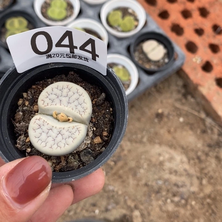 阿***斯生石花的季节到啦044