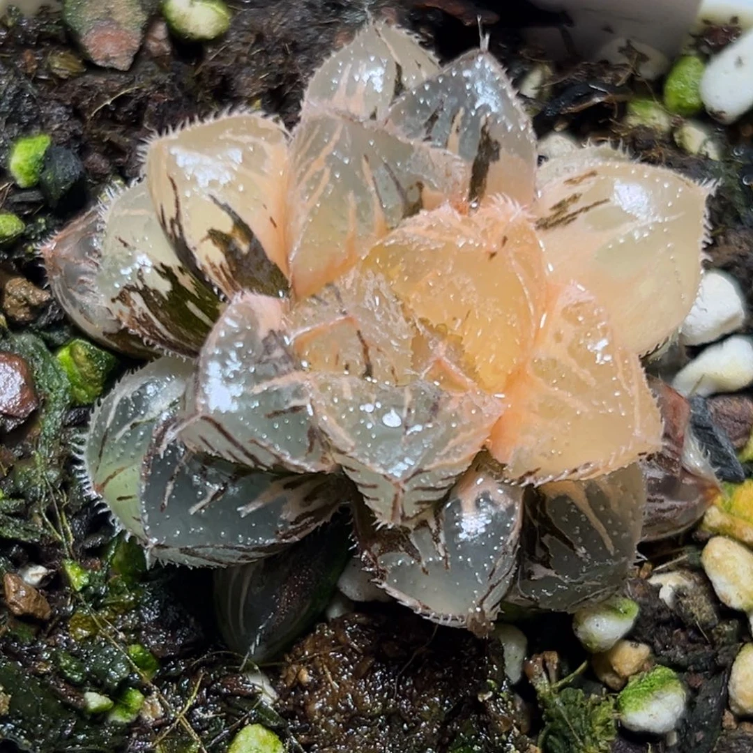 恭喜发财大吉大利0497