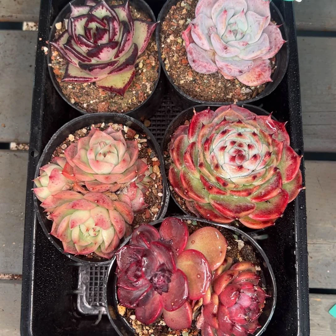 从前慢多肉精选编号0120.271