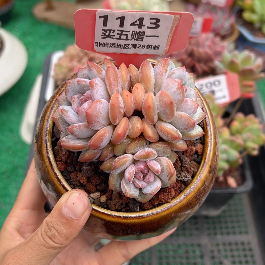 表妹精品多肉1143.