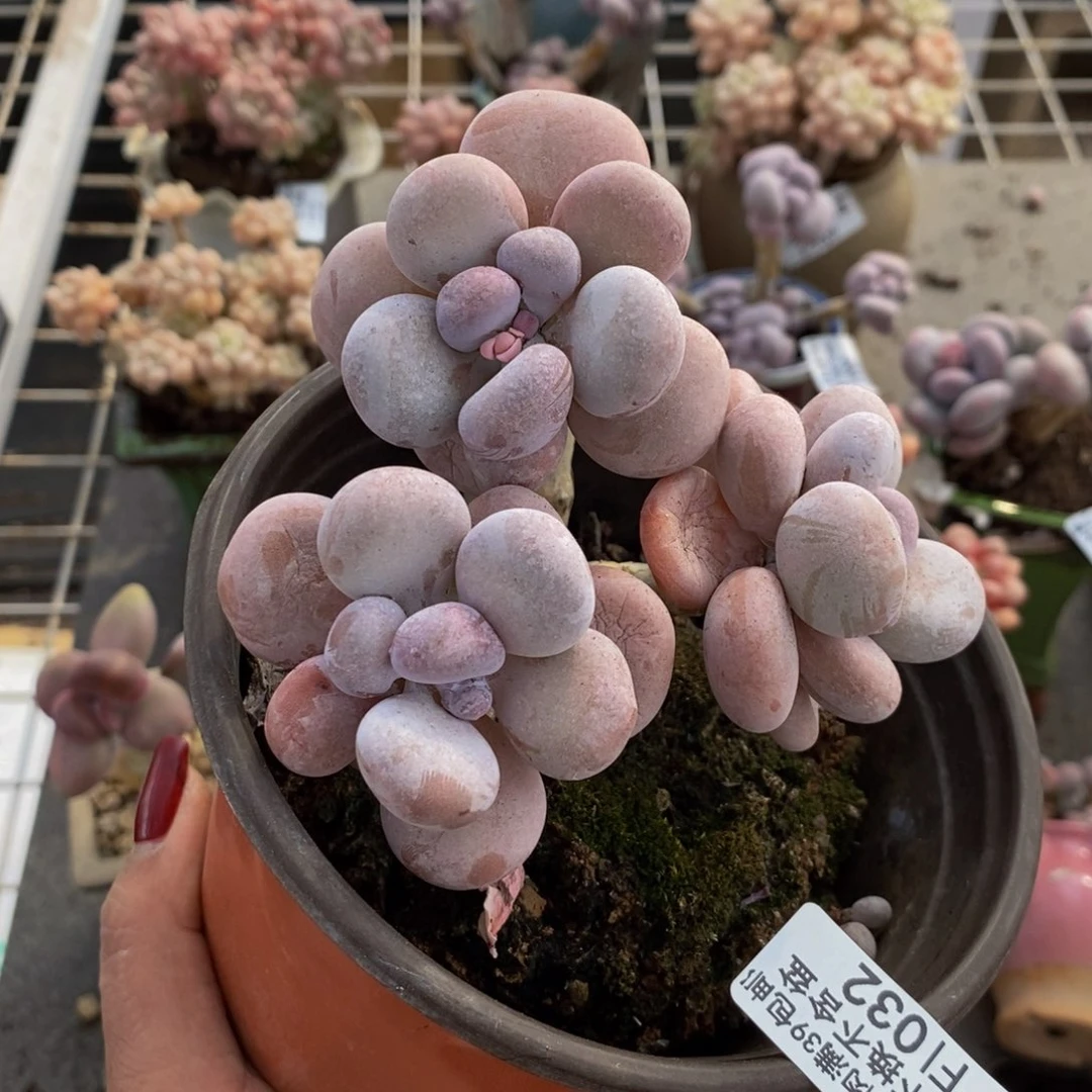 橙奶032/10cm有砍