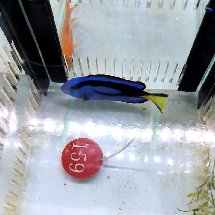 蓝吊9+/7-80-159海水