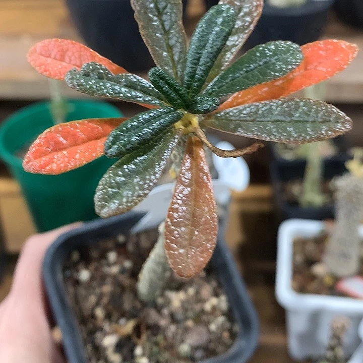 385巨琉桑6666666666