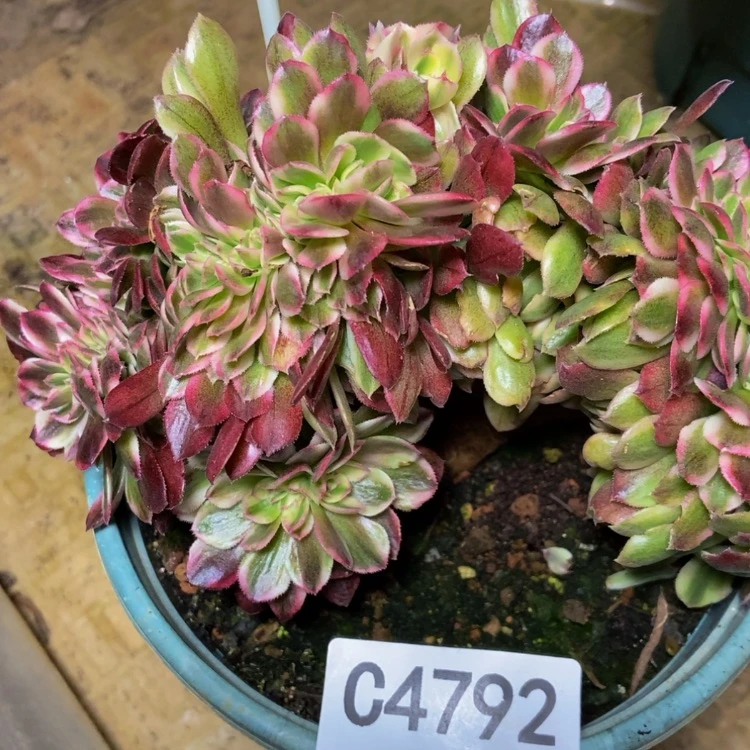 【闪购商品】4792万白多肉