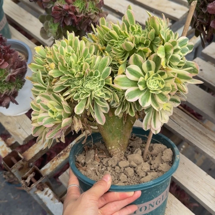 迈巴赫法师特特特特09