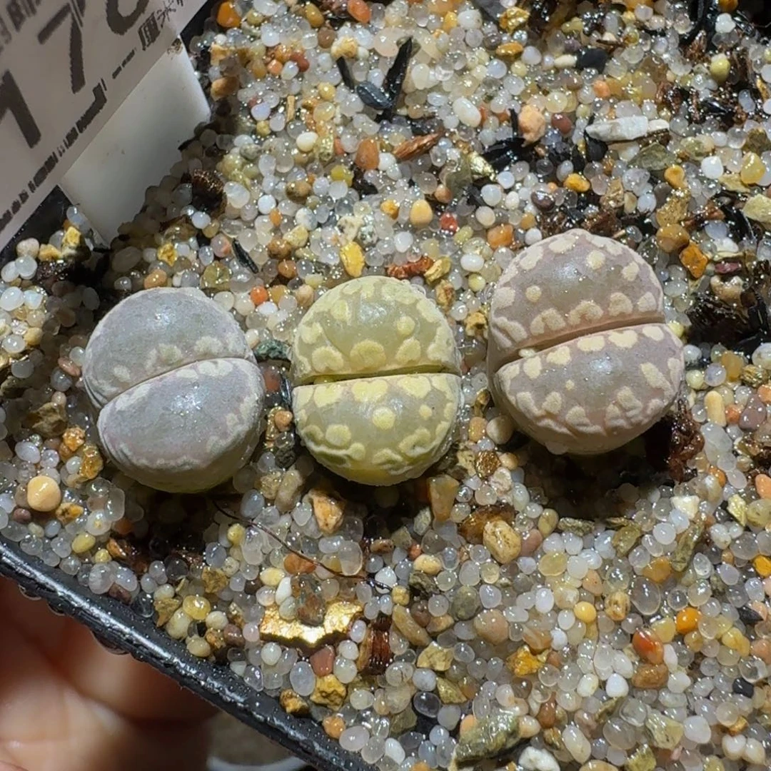 板娘私藏好屁屁1768