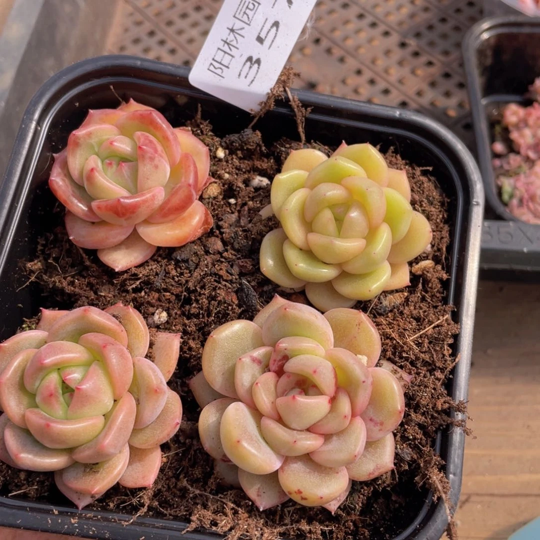 多肉植物多肉植物357