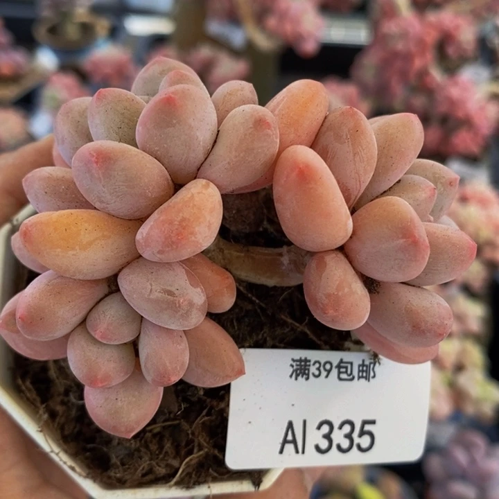 香水6cm335多肉植物